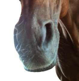 trefun icon